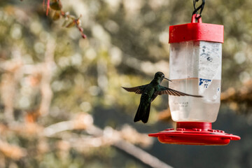 Hummingbird hovering near red and white nectar feeder suspended among blurred foliage © PIC by Femke