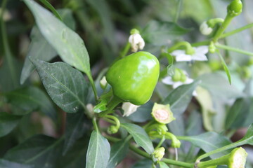Garden Chilli or Cultivated Peppers 