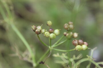 Coriandrum sativum, cilantro or the Coriander flowers