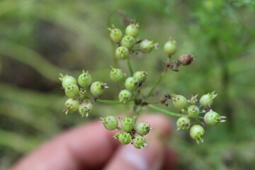 Coriandrum sativum, cilantro or the Coriander flowers