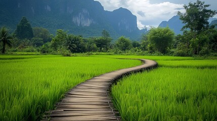 Scenic wooden pathway through vibrant green rice fields in vang vieng, laos, surrounded by lush tropical vegetation and mountain landscape under a clear blue sky