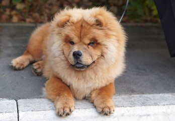  Relaxed Chow Chow Dog Lying on Pavement