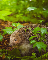 hedgehog in the grass