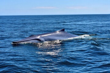 Fototapeta premium A giant blue whale floating near the surface 