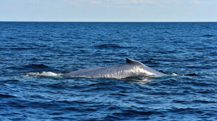 Naklejka premium A giant blue whale floating near the surface 