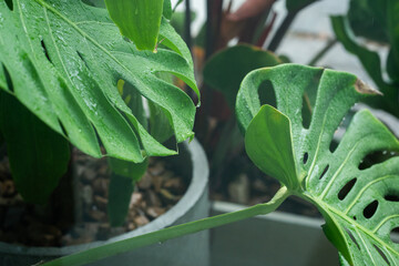 tree in rainy season with raindrop on tropical tree leaf in garden