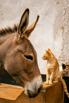 Donkey Standing Before Two Cats on Pavement