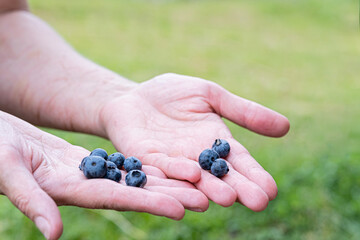 Close-up of fresh blueberry in an open hand outdoors.