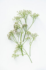 Wildflower herb, botanical plant, minimalism, nature background