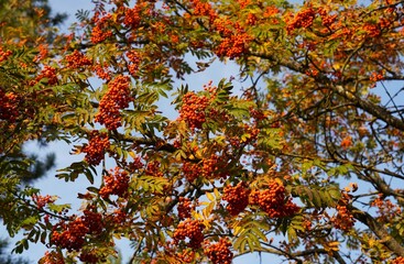Rowan tree branches brimming with vibrant red berries against a clear blue sky symbolize autumn's...