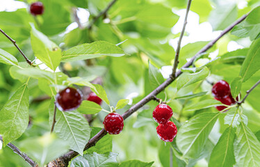 Close-up of ripe cherry fruit on a branch with green leaves after rain.