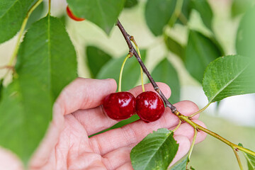 A hand gently holds two ripe cherry fruits on a branch with lush green leaves.