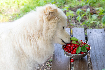 Dog with cherry, summer fruit, pet, garden, healthy snack