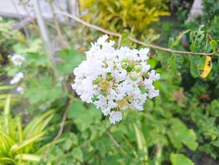 Delicate White Crape Myrtle Blooms