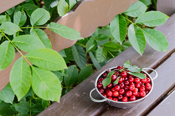 Fresh cherry harvest in a metal colander on a wooden bench surrounded by green leaves.