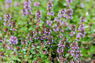 Thyme herb, flowering plant, purple blossom, aromatic garden