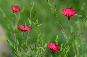 Red flax flower, garden plant, red blossom, summer bloom, nature background