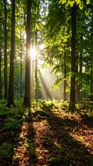 Fototapeta premium Sunlight streams through lush forest canopy (1)