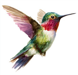 Obraz premium Watercolor hummingbird artwork, red isolated backdrop