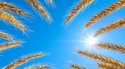 Golden wheat ears frame a bright blue sky with the sun shining, symbolizing a vibrant harvest season.
