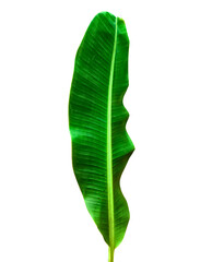 Obraz premium Green Banana Leaf PNG (Puja Use) – Isolated Banana Plant Leaf for Traditional Ritual, Hindu Festival, and Indian Decoration Design