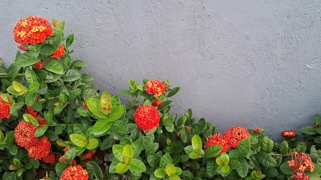 Ixora (jungle geranium) flowerbed and grey wall