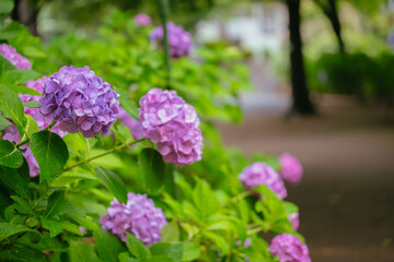 小平あじさい公園に咲くピンク色のあじさい