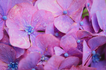 小平あじさい公園に咲くピンク色のあじさい