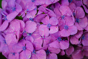 小平あじさい公園に咲くピンク色のあじさい