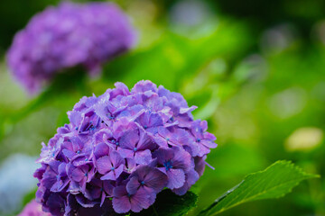 小平あじさい公園に咲くピンク色のあじさい