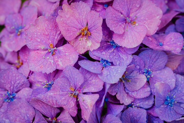 小平あじさい公園に咲くピンク色のあじさい