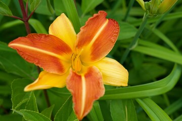 Taglilie Frans Hals, Hemerocallis © ÖkoPlant