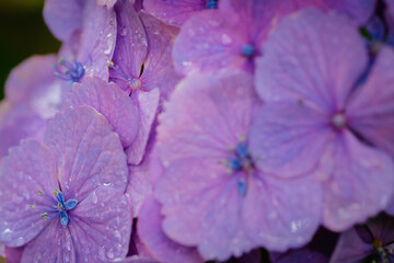 小平あじさい公園に咲くピンク色のあじさい