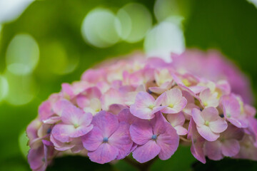 小平あじさい公園に咲くピンク色のあじさい