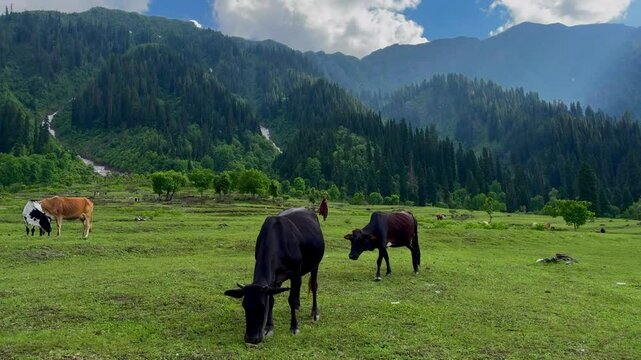 Cows Grazing on Lush Green Fields in Arang Kel &ndash; Surrounded by Mountains and Forest, Azad Kashmir, Pakistan