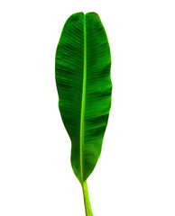 Fototapeta premium Green Banana Leaf PNG (Puja Use) – Isolated Banana Plant Leaf for Traditional Ritual, Hindu Festival, and Indian Decoration Design