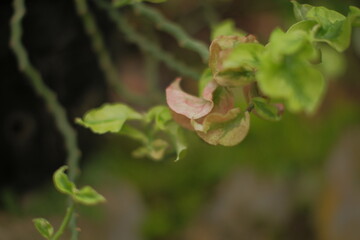 A leafy green plant with a reddish tint. The leaves are curled and twisted. 