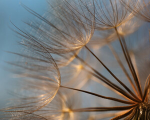 Nasiona dmuchawca, tło natury.  © Elżbieta Kaps