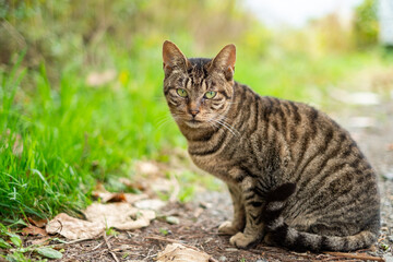 田舎道に一匹の野良猫