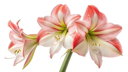 Close up of three amaryllis flowers with red and white petals on a white background studio shot