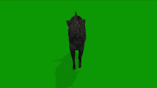 Realistic Boar Animation on Green Screen-Back Side View Render
