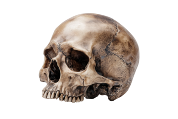 Detailed Human Skull Side View on Transparent Background