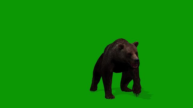 3D Brown Bear Attacking Front Animation-Green Screen Wildlife Render