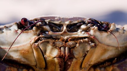 Macro Close-Up of Mud Crab Face and Mouth Movement