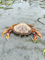 Cancer productus at Larrabee State Park