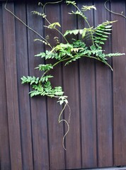 July 15, 2025. Sendai, Miyagi Prefecture, Japan. Ivy growing on the wooden fence of a house.