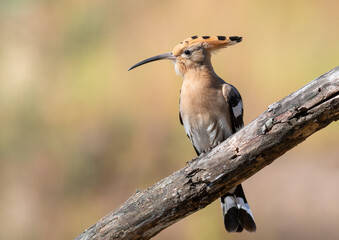 Eurasian hoopoe, Upupa epops. A bird sits on a thick branch on a flat background
