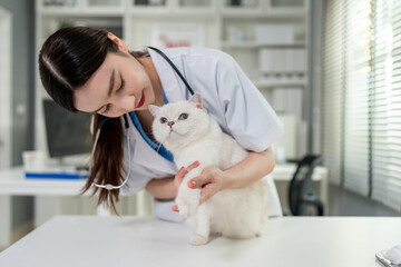 Asian female veterinarian examine kitten for health at veterinary clinic. 
