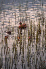 Mother duck with ducklings swimming in tranquil lake at sunset