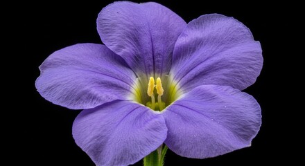 Obraz premium Elegant petals of purple bloom against a stark black canvas adding depth to visual presentation